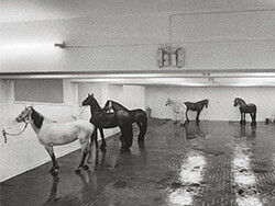 Cavalli in galleria
